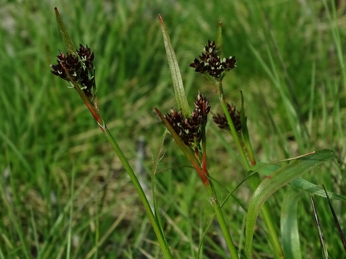 Luzula sudetica (Juncaceae)